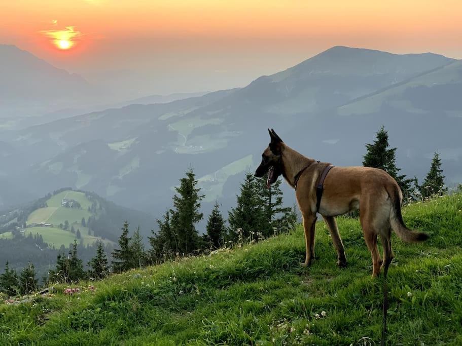 Urlaub Mit Hund Im Salzburger Land Apartment Wegscheid Ngoại thất bức ảnh